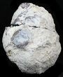 Crystal Filled Dugway Geode #33184-1